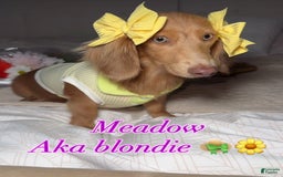 Miniature Dachshund dogs for sale: Cinderella - Image 5