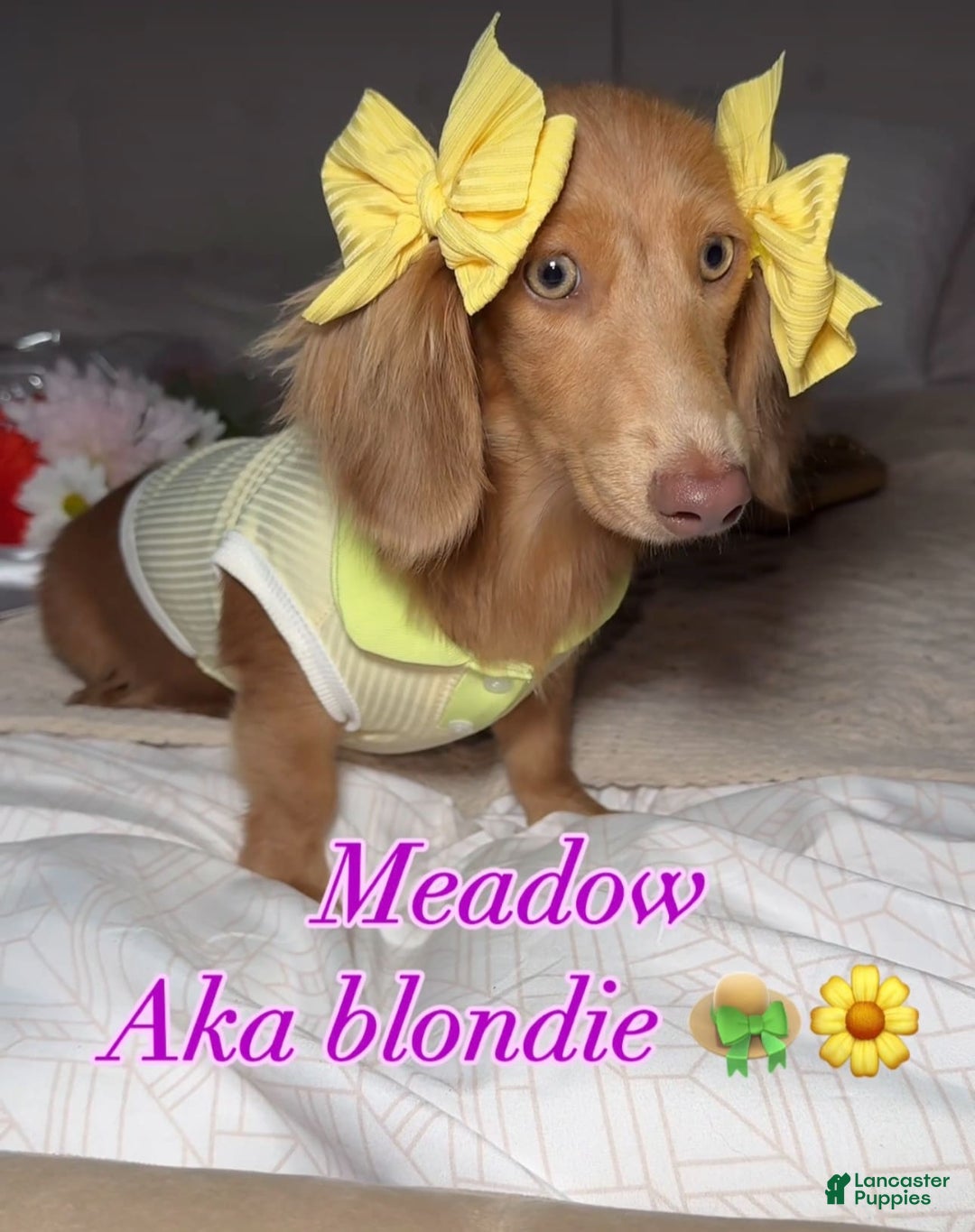 Miniature Dachshund dogs for sale: Cinderella - Image 5