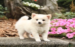 Pomeranian dogs for sale: Sophie - Image 3