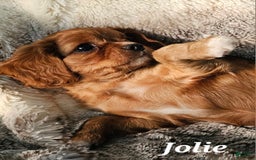 Cavalier King Charles Spaniel dogs for sale: Jolie - Image 5