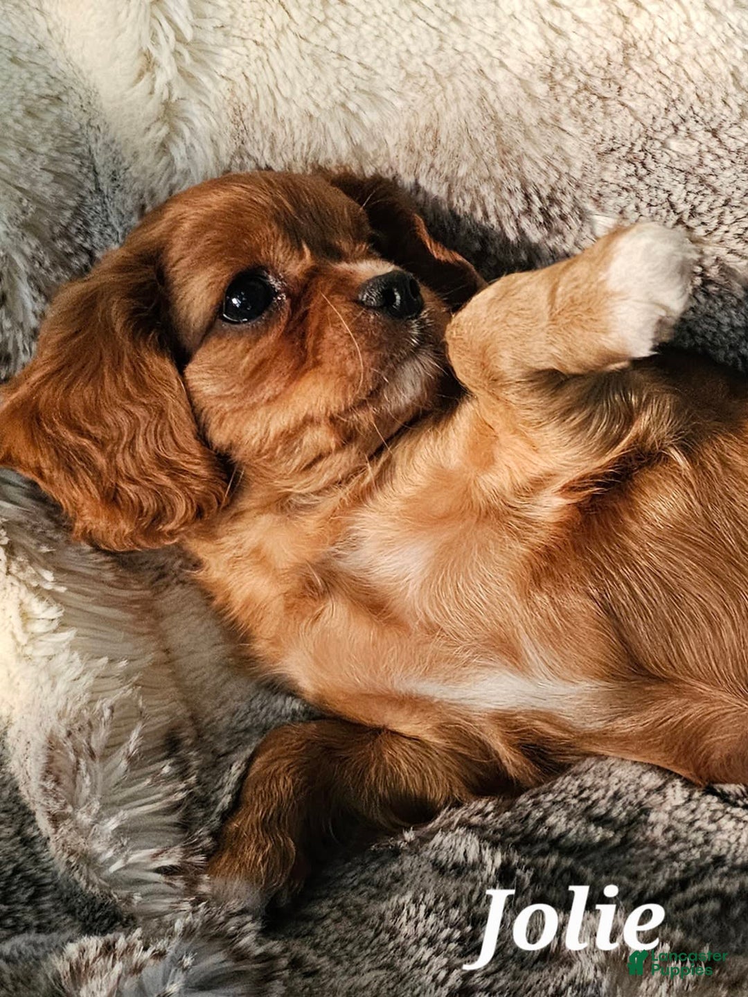 Cavalier King Charles Spaniel dogs for sale: Jolie - Image 5