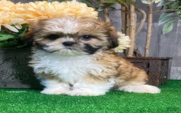 Shih Tzu dogs for sale: Sunny - Image 3
