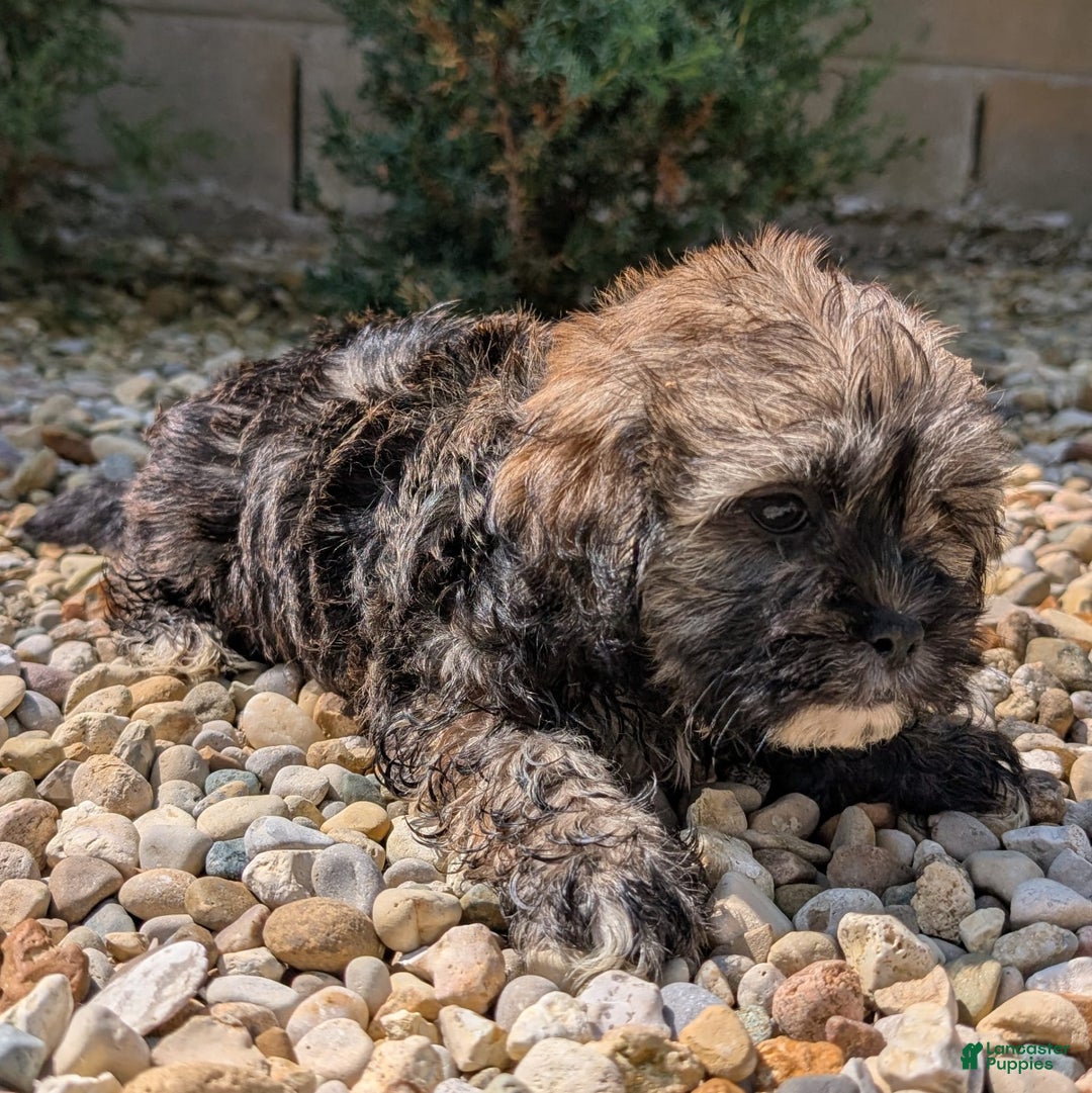 Lhasa Apso dogs for sale: Smokey - Image 7