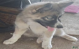 Siberian Husky dogs for sale: Kaya - Image 12