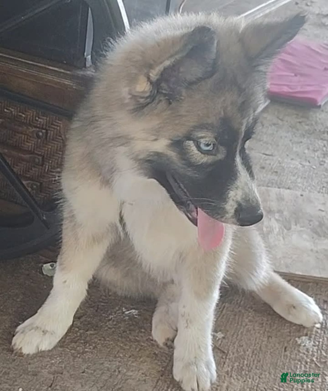 Siberian Husky dogs for sale: Kaya - Image 12