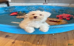 Havanese dogs for sale: Judy - Image 9