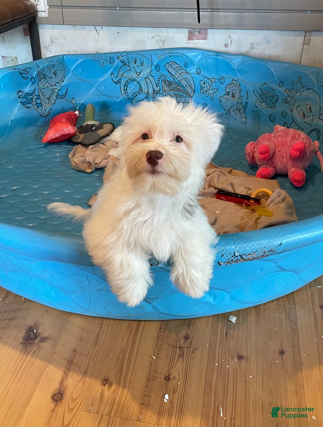 Havanese dogs for sale: Judy - Image 9