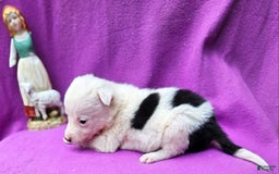 Border Collie dogs for sale: Dreami - Image 39