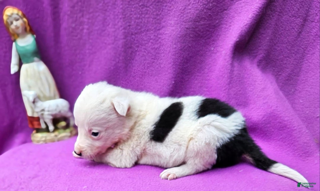 Border Collie dogs for sale: Dreami - Image 39