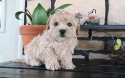 Shihpoo dogs for sale: Shih-Poo 5 puppies - Image 15