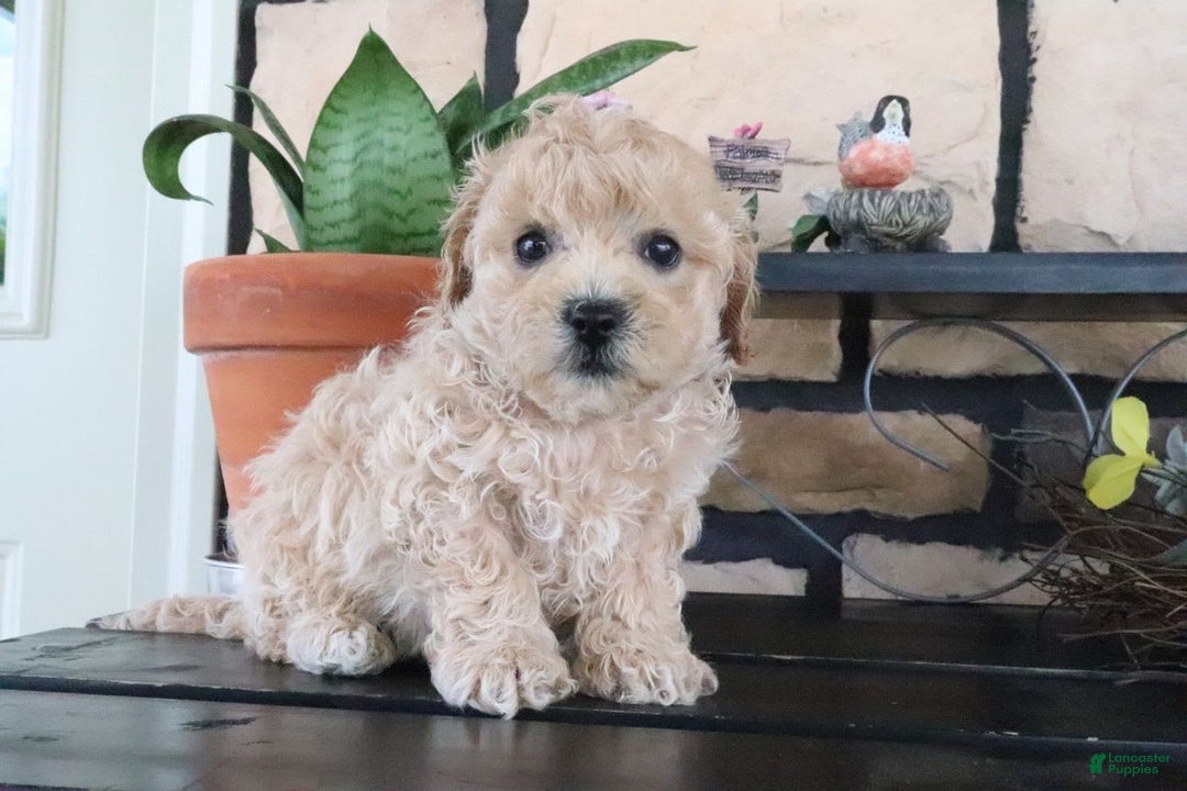 Shihpoo dogs for sale: Shih-Poo 5 puppies - Image 15