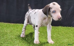 Catahoula Leopard Dog dogs for sale: Diamond 2025 F3 - Image 17