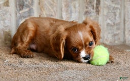 Cavalier King Charles Spaniel dogs for sale: Louie - Image 18