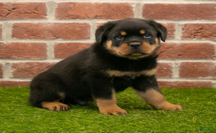 Rottweiler dogs - Advert 12