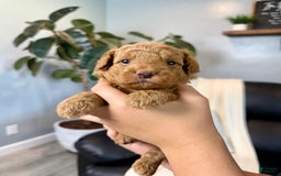 Mini Goldendoodle dogs for sale: Tobi - Image 3
