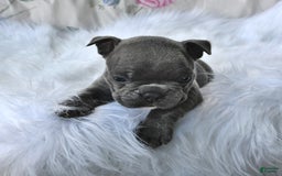 Frenchton dogs for sale: Rocky - Image 6