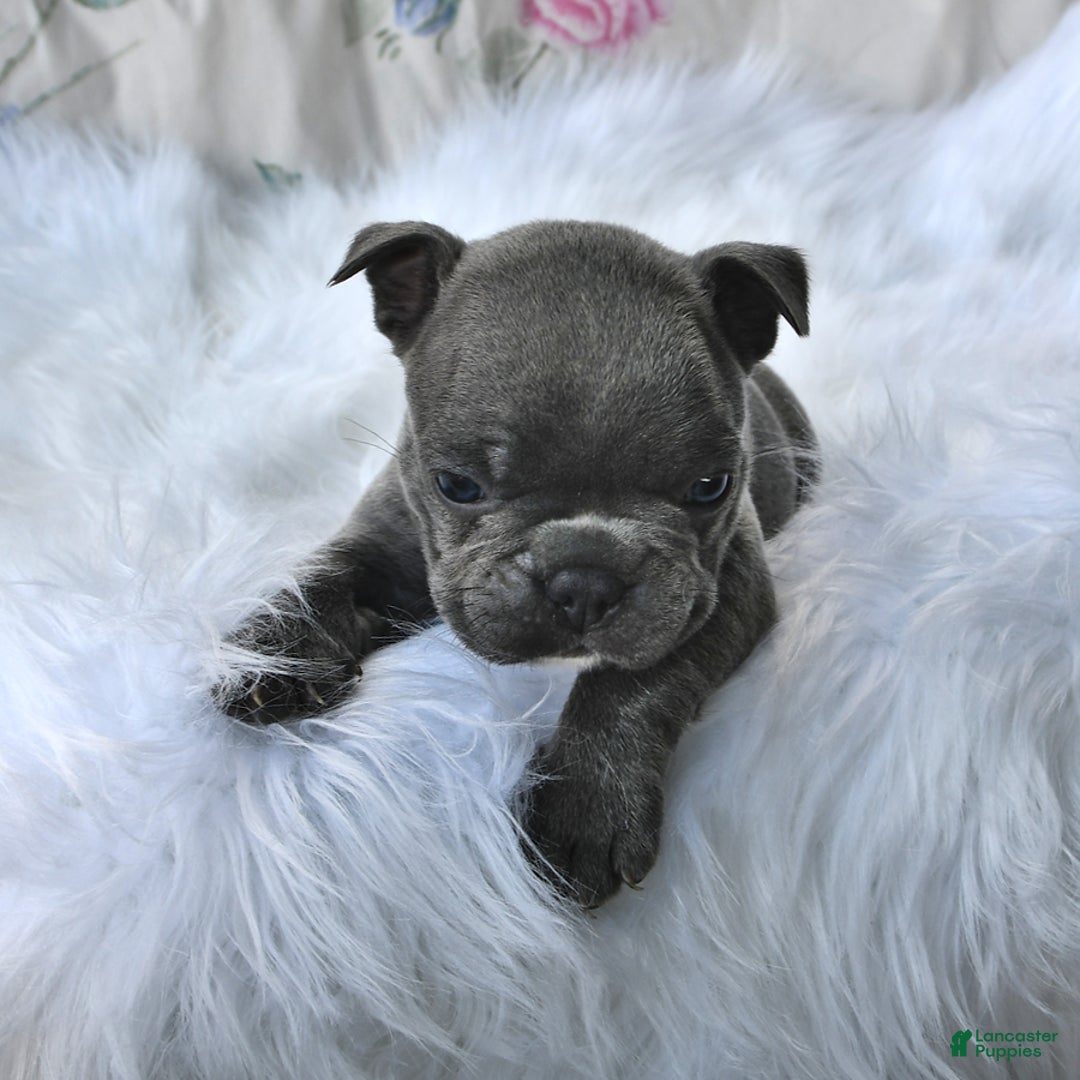 Frenchton dogs for sale: Rocky - Image 6