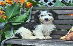 Mini Bernedoodle dogs for sale: Mini Bernedoodle 6 puppies - Image 8