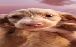 Miniature Dachshund dogs for sale: Pierce - Image 3