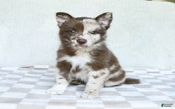 Pomsky dogs for sale: Buster - Image 4
