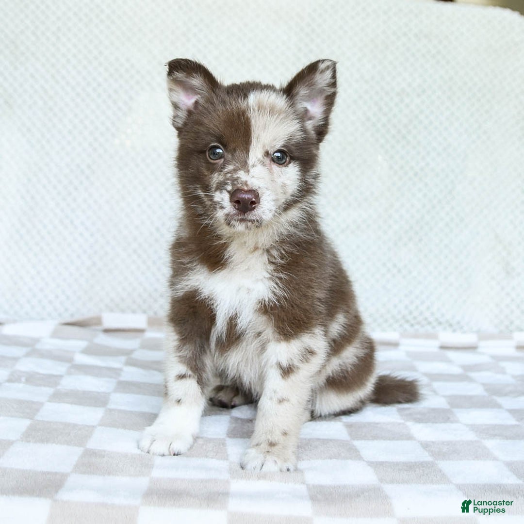Pomsky dogs for sale: Buster - Image 4