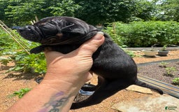 American Bulldog dogs for sale: China - Listing for pets: China, Chongqin - Image 7