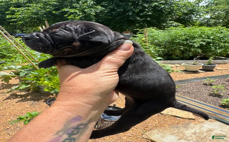 Shar Pei dogs for sale - Ad 3