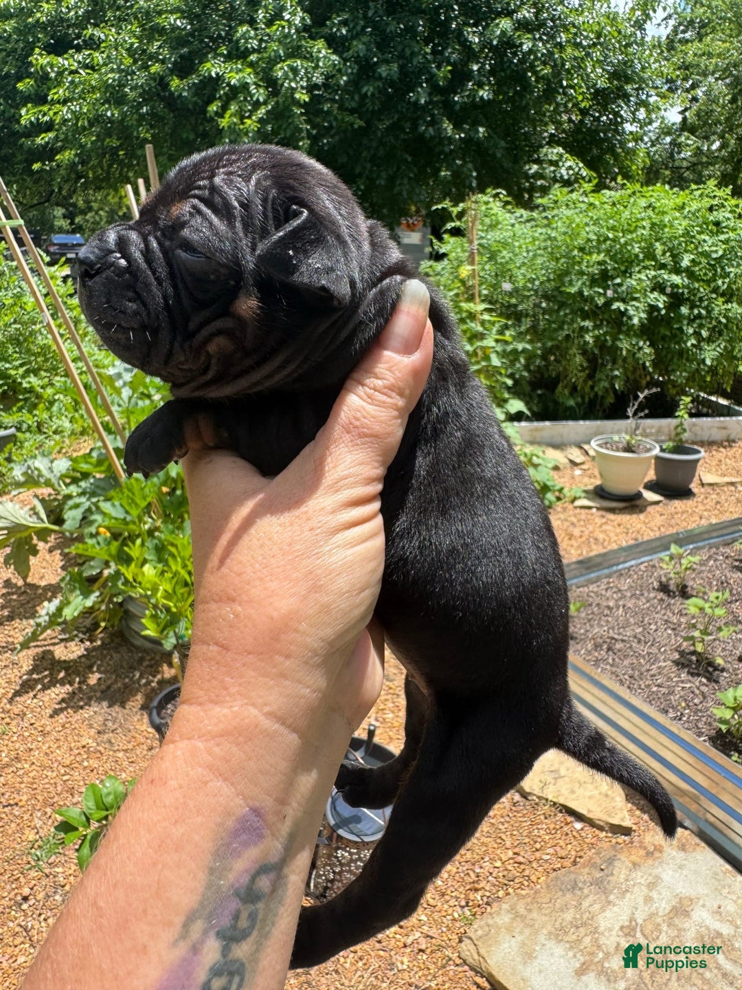 American Bulldog dogs for sale: China - Listing for pets: China, Chongqin - Image 7