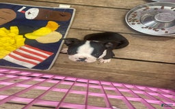 Boston Terrier dogs for sale: Chub - Image 5