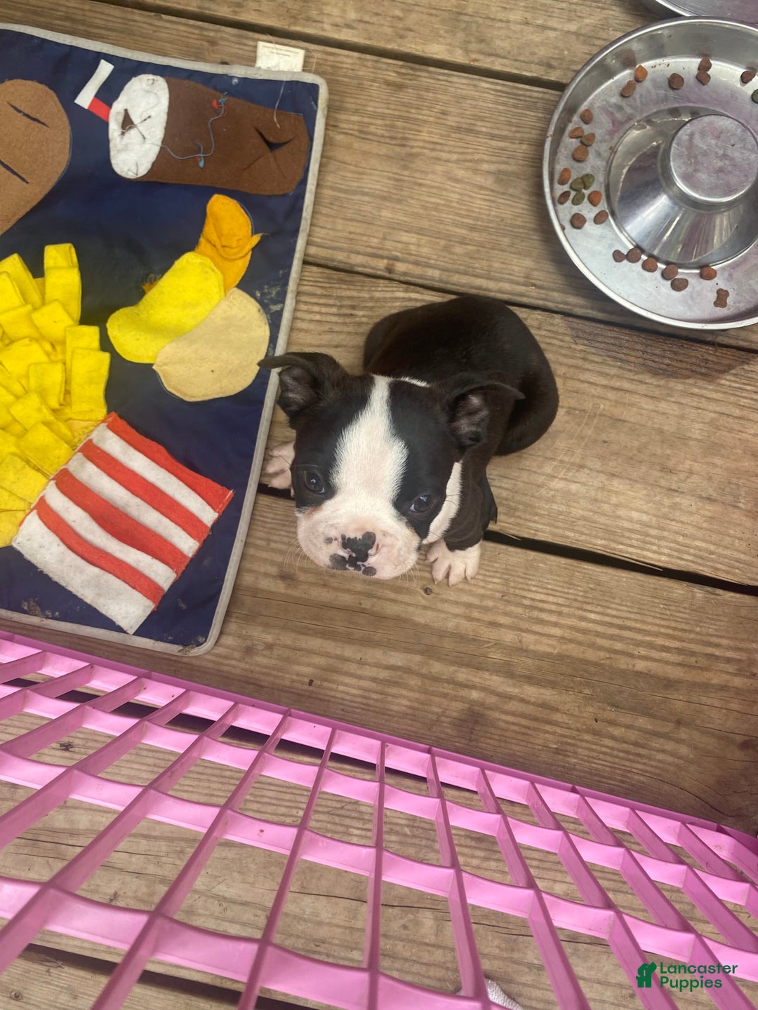 Boston Terrier dogs for sale: Chub - Image 5