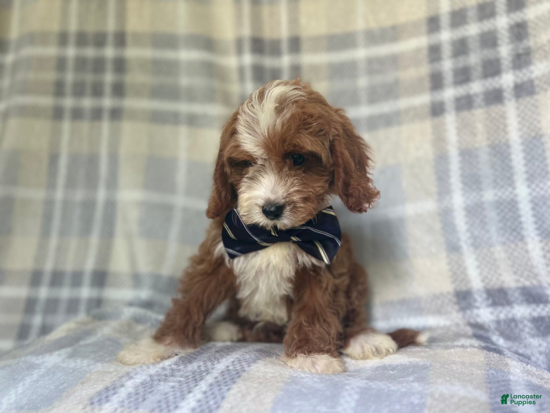 Cavapoo dogs for sale: Spike - Image 7