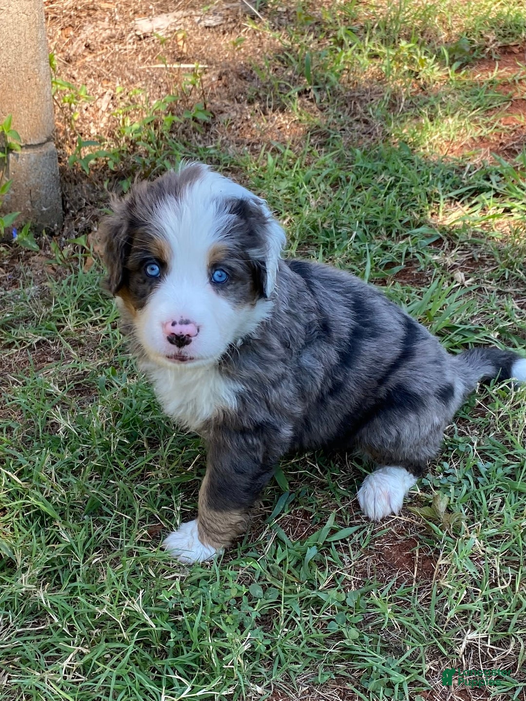 Australian Shepherd dogs for sale: Jesse James - Image 3