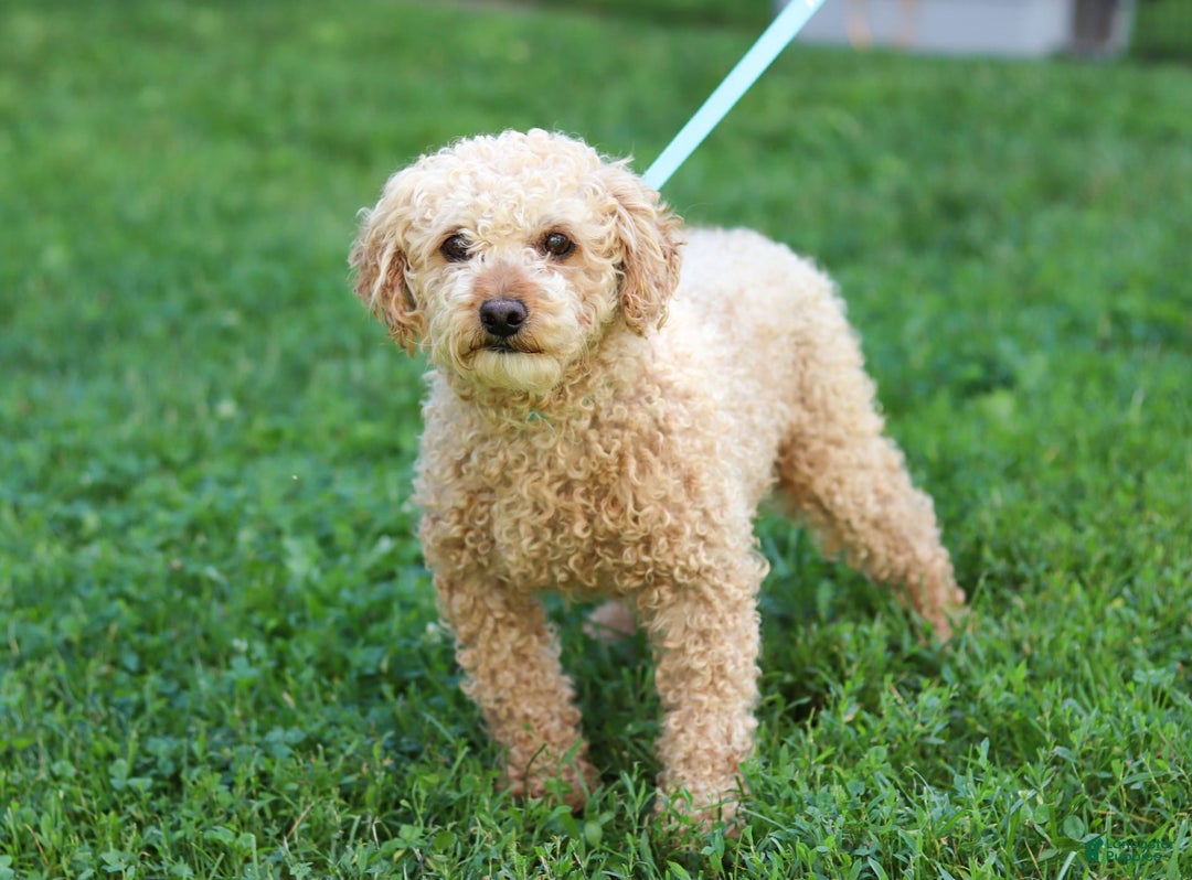 Cavapoo dogs for sale: Missy - Image 9