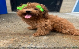 Mini Goldendoodle dogs for sale: Minnie - Image 1