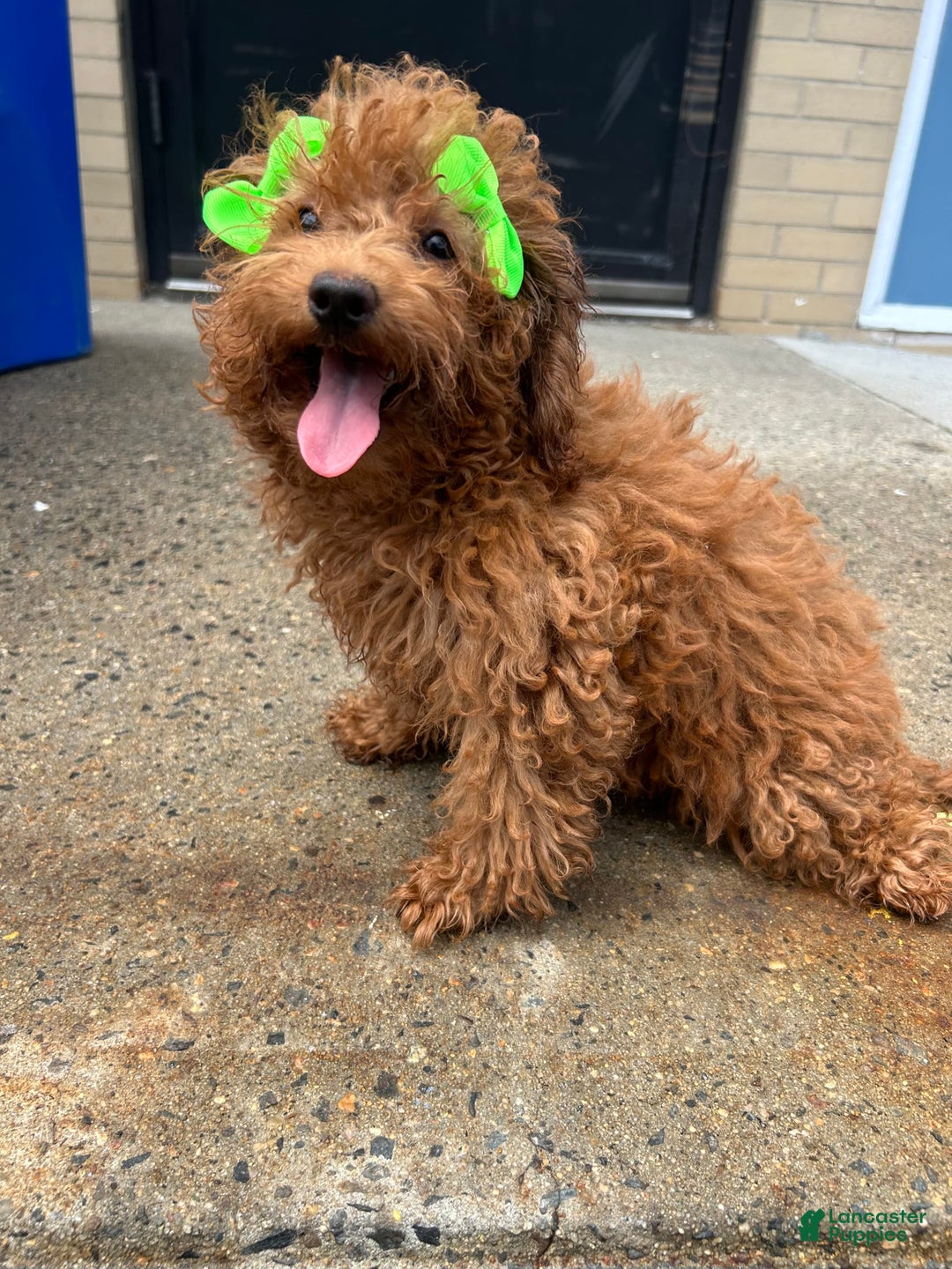 Mini Goldendoodle dogs for sale: Minnie - Image 1