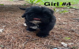 Shih Tzu dogs for sale: Roxie - Image 1