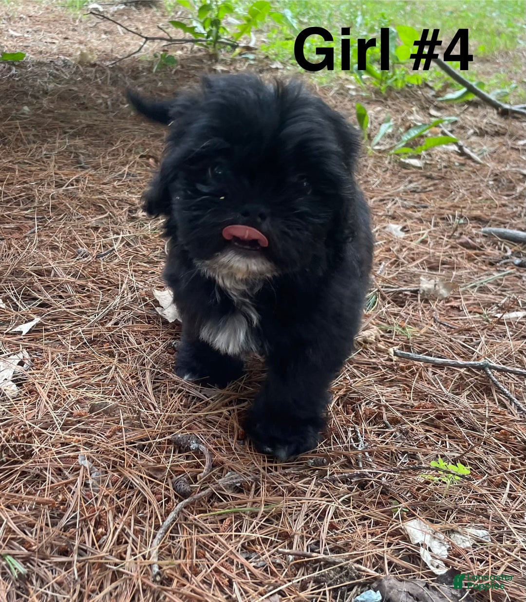 Shih Tzu dogs for sale: Roxie - Image 1