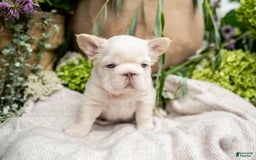 French Bulldog dogs for sale: Kingston - Image 5