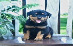 Rottweiler dogs for sale: Pearl - Image 1