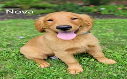 Golden Retriever dogs for sale: Nova - Image 1