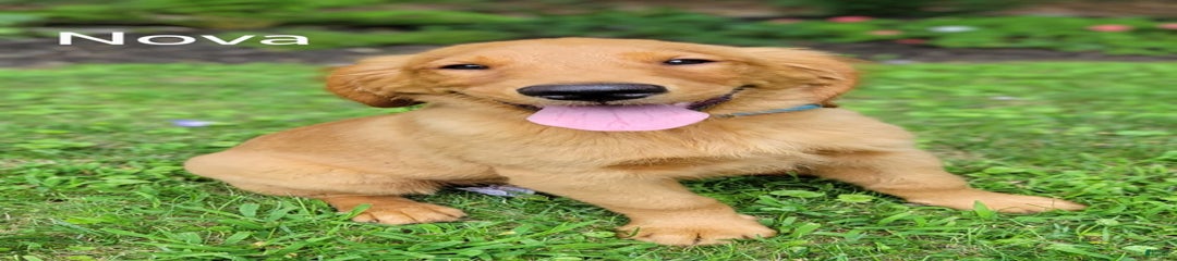 Nova