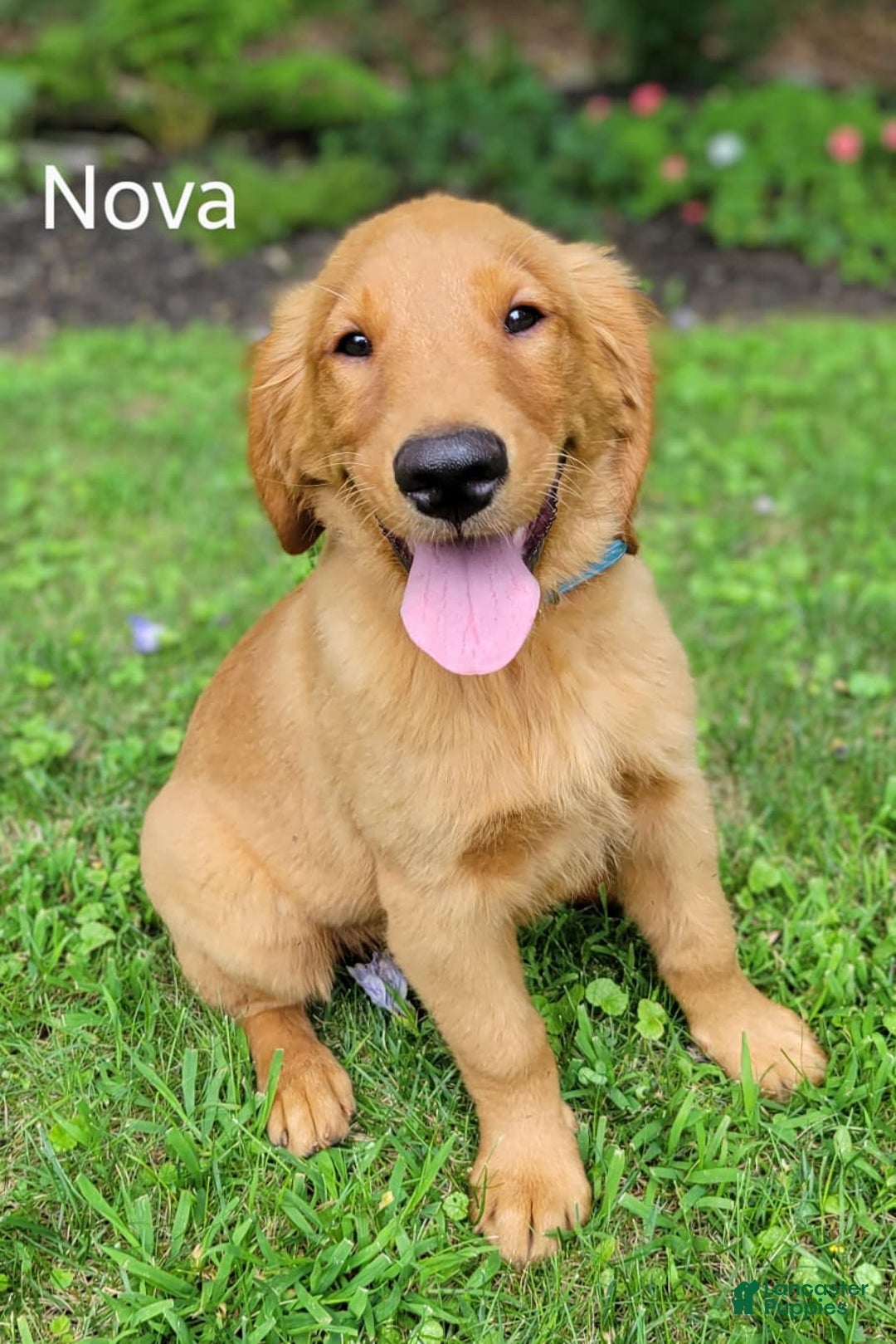 Golden Retriever dogs for sale: Nova - Image 1