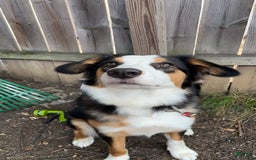 Australian Cattle Dog dogs for sale: Ash - Image 9