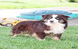 Miniature Australian Shepherd dogs for sale: Julie - Image 10