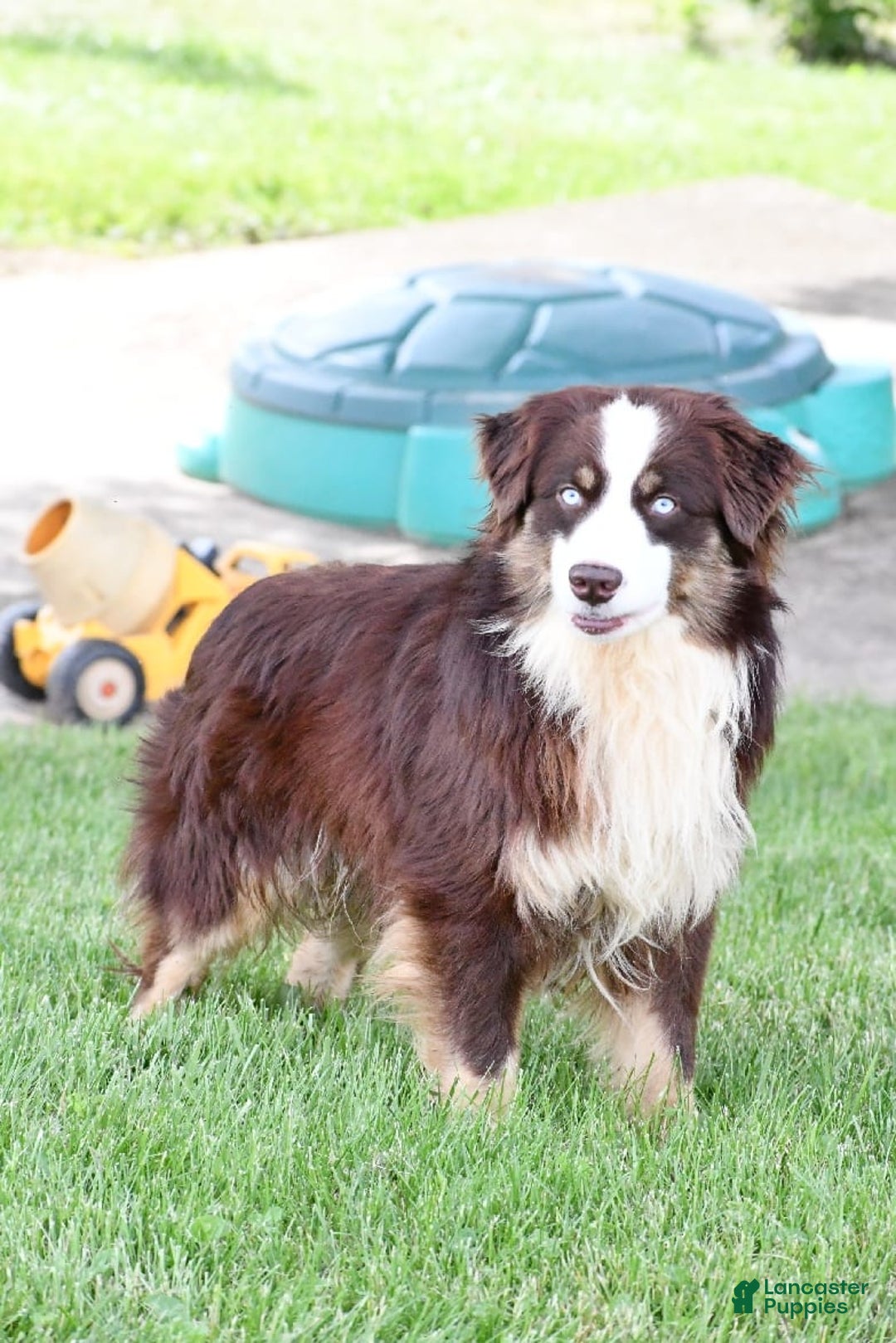 Miniature Australian Shepherd dogs for sale: Julie - Image 10