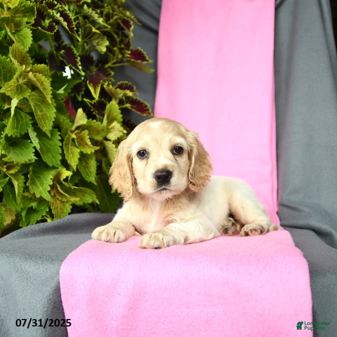 Cocker Spaniel dogs for sale: Elliot - Image 3