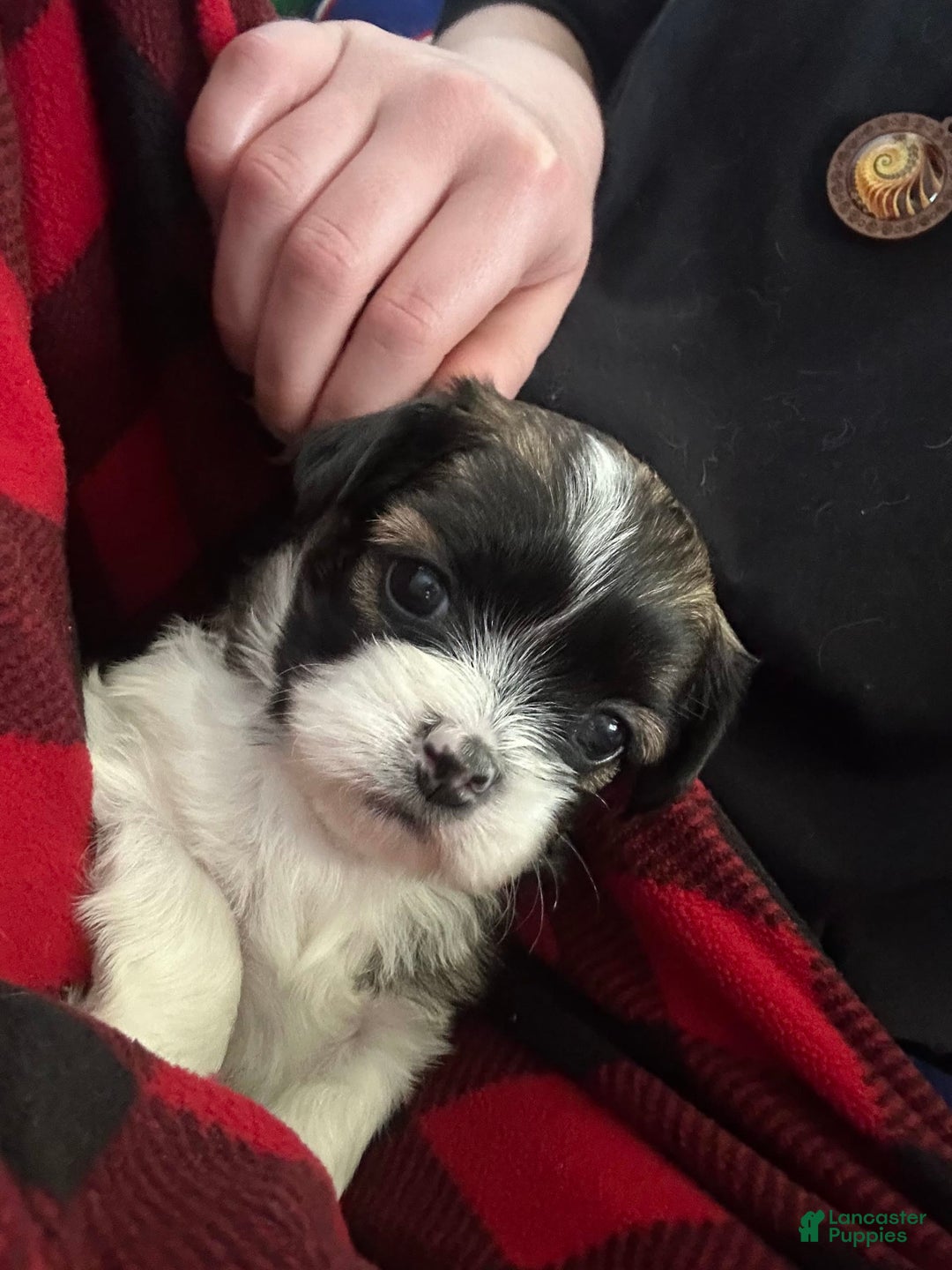 Shih Tzu dogs for sale: Sarah - Image 1
