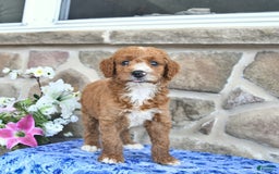 Goldendoodle dogs for sale: Spencer - Image 4