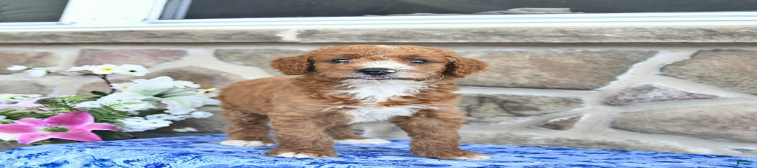 Spencer