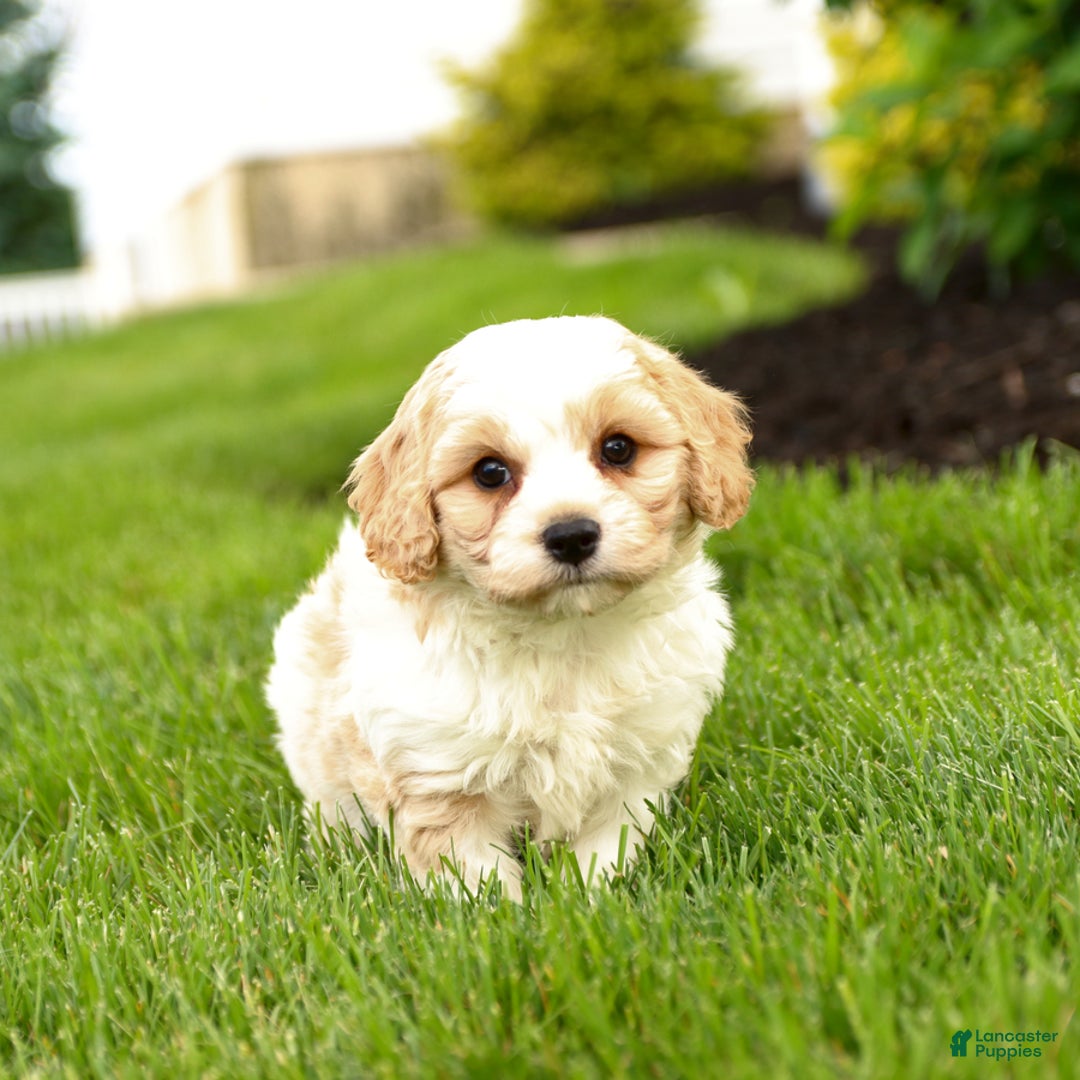 Cavachon dogs for sale: Fletcher - Image 2